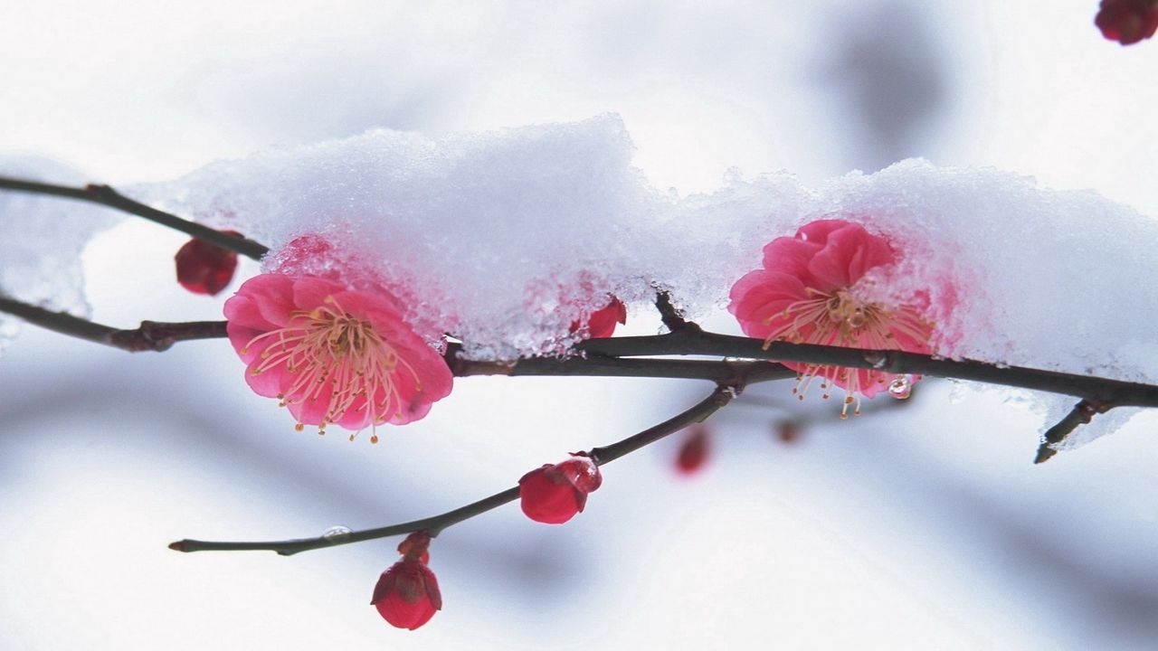 Wallpaper flower, plant, pink, snow, winter