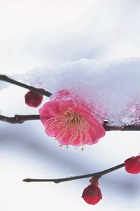 Preview wallpaper flower, plant, pink, snow, winter