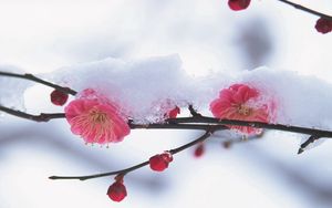 Preview wallpaper flower, plant, pink, snow, winter