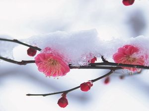 Preview wallpaper flower, plant, pink, snow, winter