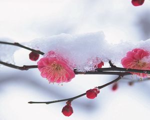 Preview wallpaper flower, plant, pink, snow, winter