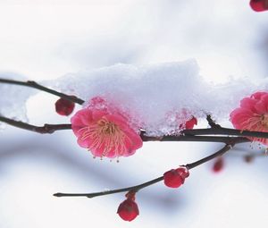 Preview wallpaper flower, plant, pink, snow, winter