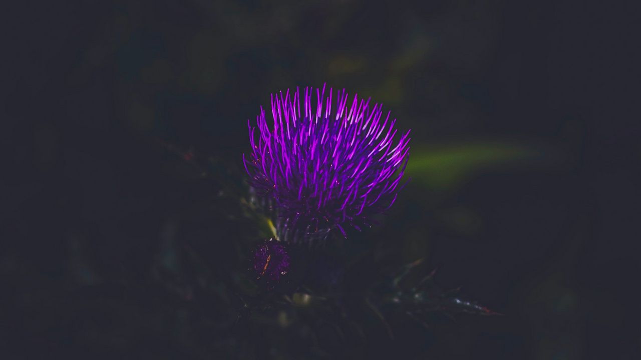 Wallpaper flower, plant, purple, dark