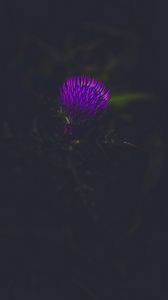 Preview wallpaper flower, plant, purple, dark