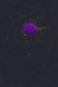 Preview wallpaper flower, plant, purple, dark