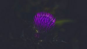 Preview wallpaper flower, plant, purple, dark