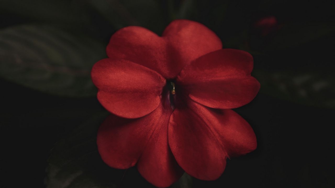 Wallpaper flower, plant, red, macro