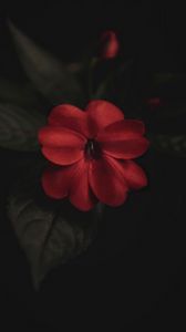 Preview wallpaper flower, plant, red, macro