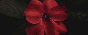 Preview wallpaper flower, plant, red, macro