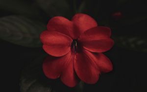 Preview wallpaper flower, plant, red, macro