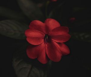 Preview wallpaper flower, plant, red, macro