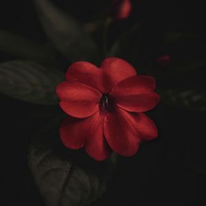 Preview wallpaper flower, plant, red, macro