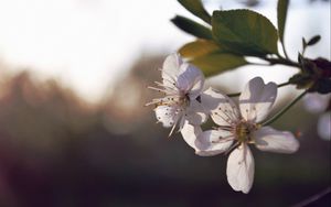 Preview wallpaper flower, plant, spring, bloom