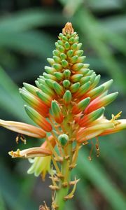 Preview wallpaper flower, plant, stem