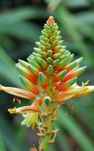 Preview wallpaper flower, plant, stem
