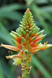 Preview wallpaper flower, plant, stem