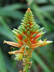 Preview wallpaper flower, plant, stem