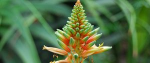 Preview wallpaper flower, plant, stem