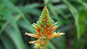 Preview wallpaper flower, plant, stem