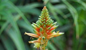 Preview wallpaper flower, plant, stem