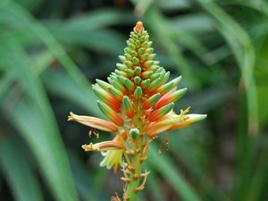 Preview wallpaper flower, plant, stem