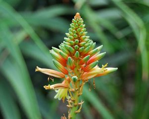 Preview wallpaper flower, plant, stem