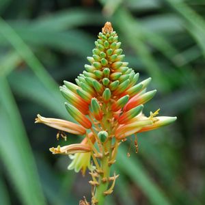 Preview wallpaper flower, plant, stem