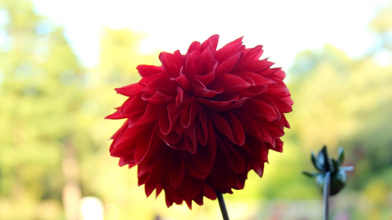 Wallpaper flower, plant, stem, red