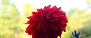 Preview wallpaper flower, plant, stem, red