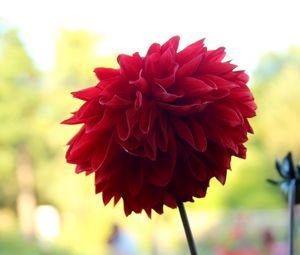 Preview wallpaper flower, plant, stem, red