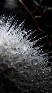 Preview wallpaper flower, plant, surface, drops