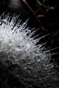 Preview wallpaper flower, plant, surface, drops