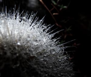 Preview wallpaper flower, plant, surface, drops