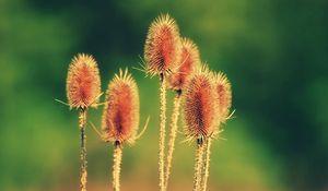 Preview wallpaper flower, plant, thorn, stem