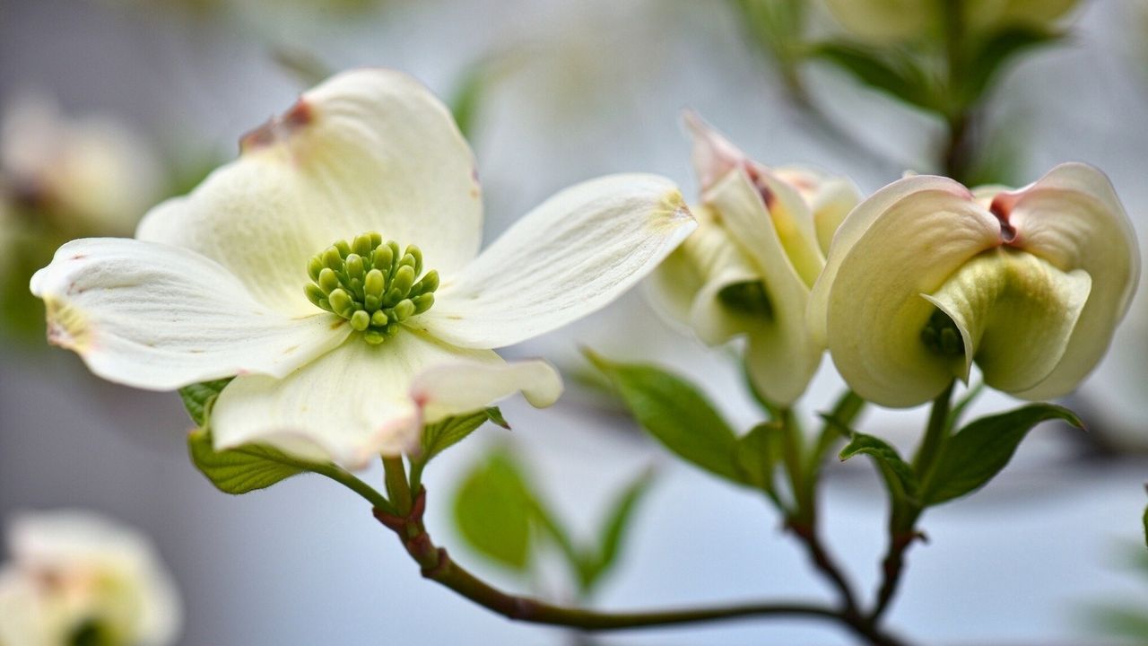 Wallpaper flower, plant, white