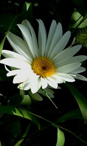 Preview wallpaper flower, pollen, grass, summer, greens