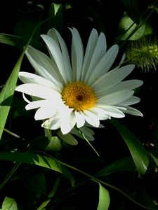 Preview wallpaper flower, pollen, grass, summer, greens