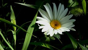 Preview wallpaper flower, pollen, grass, summer, greens