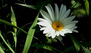 Preview wallpaper flower, pollen, grass, summer, greens