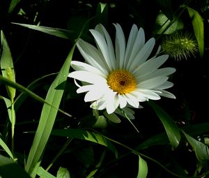 Preview wallpaper flower, pollen, grass, summer, greens