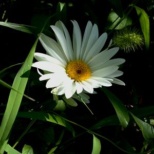 Preview wallpaper flower, pollen, grass, summer, greens