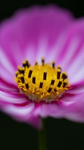 Preview wallpaper flower, pollen, macro, pink, yellow