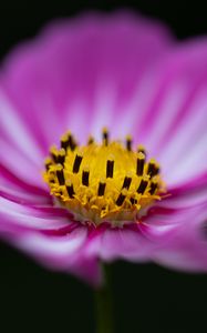 Preview wallpaper flower, pollen, macro, pink, yellow