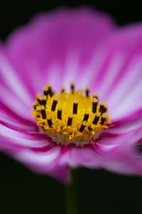 Preview wallpaper flower, pollen, macro, pink, yellow