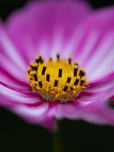 Preview wallpaper flower, pollen, macro, pink, yellow