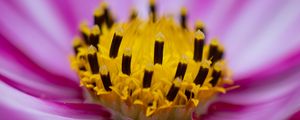 Preview wallpaper flower, pollen, macro, pink, yellow