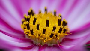 Preview wallpaper flower, pollen, macro, pink, yellow