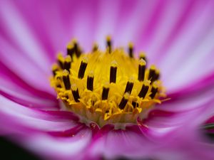 Preview wallpaper flower, pollen, macro, pink, yellow