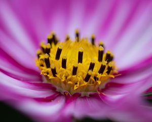 Preview wallpaper flower, pollen, macro, pink, yellow