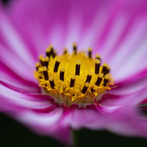 Preview wallpaper flower, pollen, macro, pink, yellow